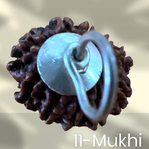 11 Mukhi