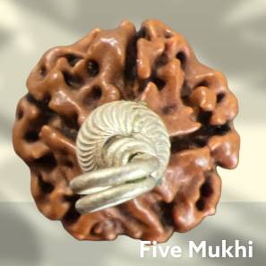 Five Mukhi