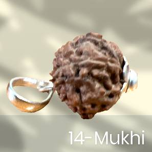 14 Mukhi