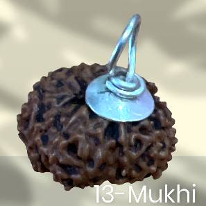 13 Mukhi