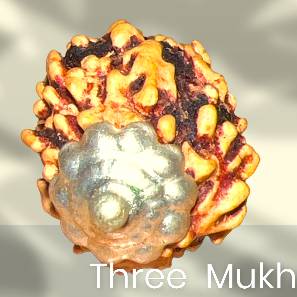 Three Mukhi